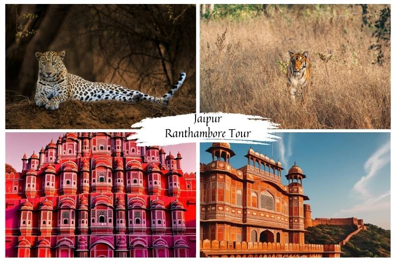 Explore Jaipur's royal heritage and Ranthambore's thrilling wildlife safaris with Travelsthan’s exclusive tour package.